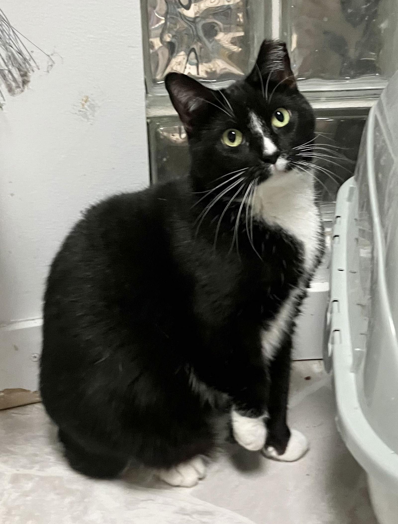 Cher (bonded to Sunni), a Adoptable Domestic Short Hair in Dublin, OH image 1/3