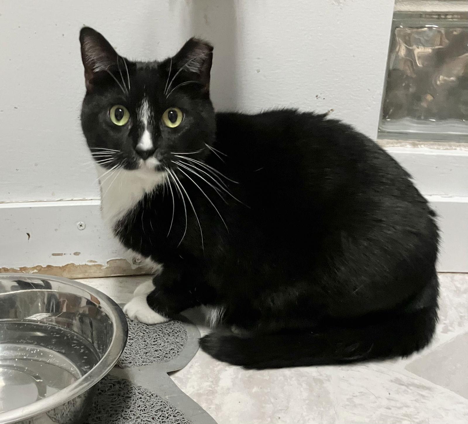 Cher (bonded to Sunni), a Adoptable Domestic Short Hair in Dublin, OH image 2/3
