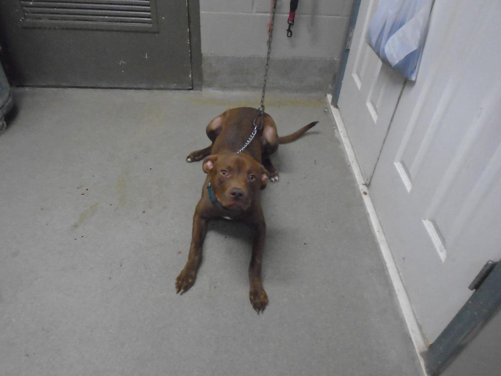 Enlarge Hershey/Kash, a Adoptable mixed breed in Hopkinsville, KY image 2/6