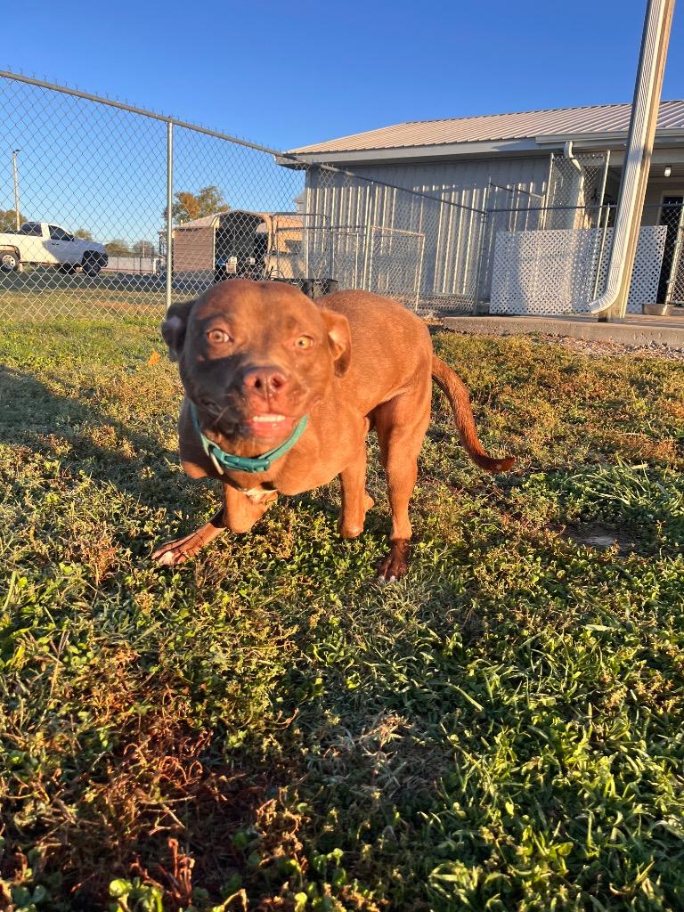 Enlarge Hershey/Kash, a Adoptable mixed breed in Hopkinsville, KY image 5/6