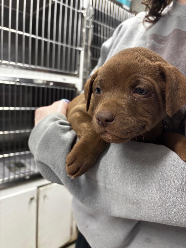 Enlarge Hershey/Kash, a Adoptable mixed breed in Hopkinsville, KY image 6/6