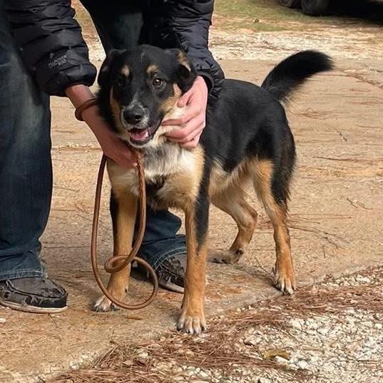 Enlarge Branson, a Adoptable mixed breed in Palestine, TX image 1/5