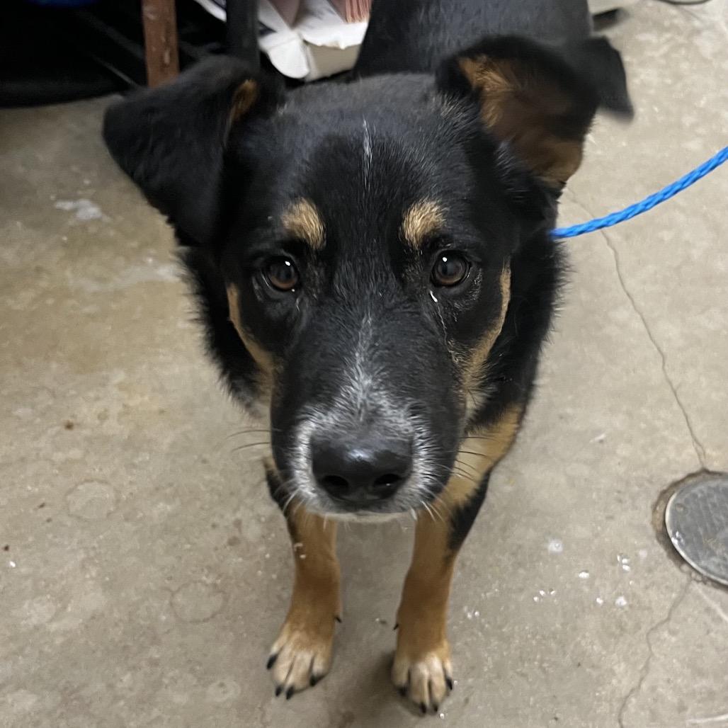 Enlarge Branson, a Adoptable mixed breed in Palestine, TX image 2/5