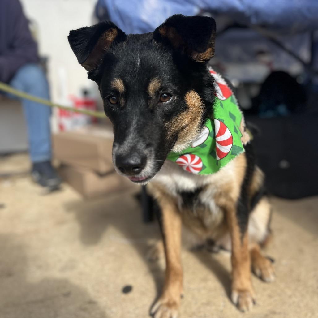 Enlarge Branson, a Adoptable mixed breed in Palestine, TX image 3/5