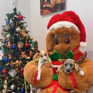 Penny, Adoptable, Adult Female Chihuahua.