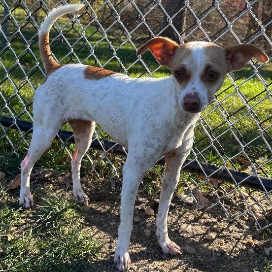 Enlarge Penny, a Adoptable mixed breed in Calverton, NY image 2/5