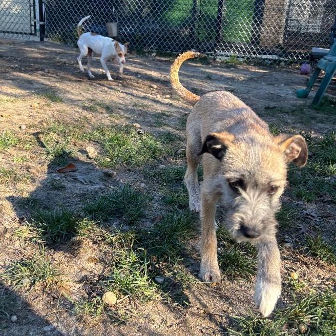 Enlarge Penny, a Adoptable mixed breed in Calverton, NY image 3/5