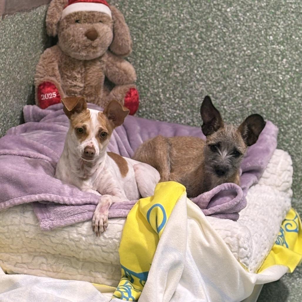 Enlarge Penny, a Adoptable mixed breed in Calverton, NY image 4/5