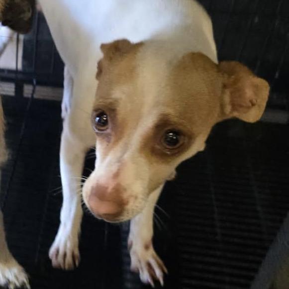 Enlarge Penny, a Adoptable mixed breed in Calverton, NY image 5/5