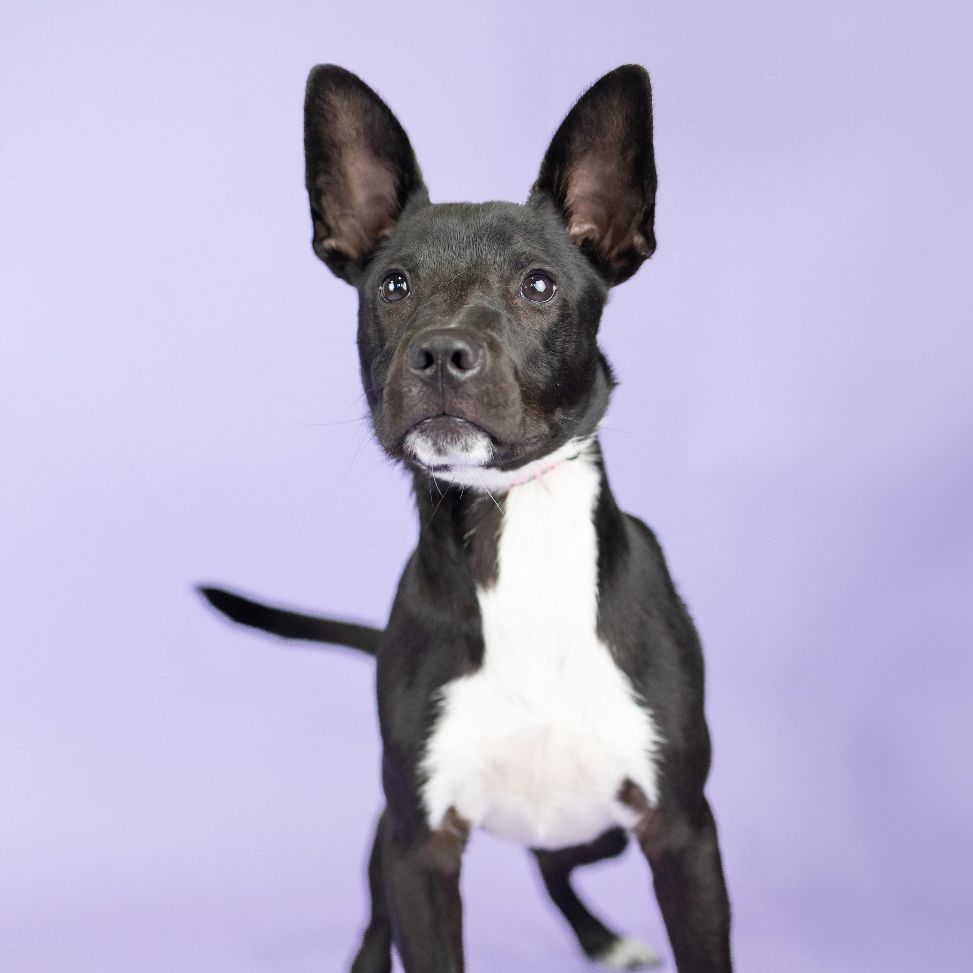 Enlarge Bill, an adoptable mixed breed in Portland, OR image 1/1