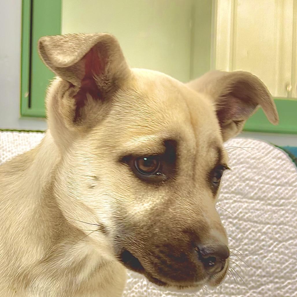 Hot Honey, Adoptable, Puppy Female Mixed Breed.