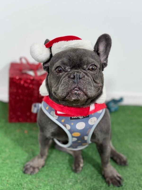 Kimmy, adopted, Young Female French Bulldog & Mixed Breed.