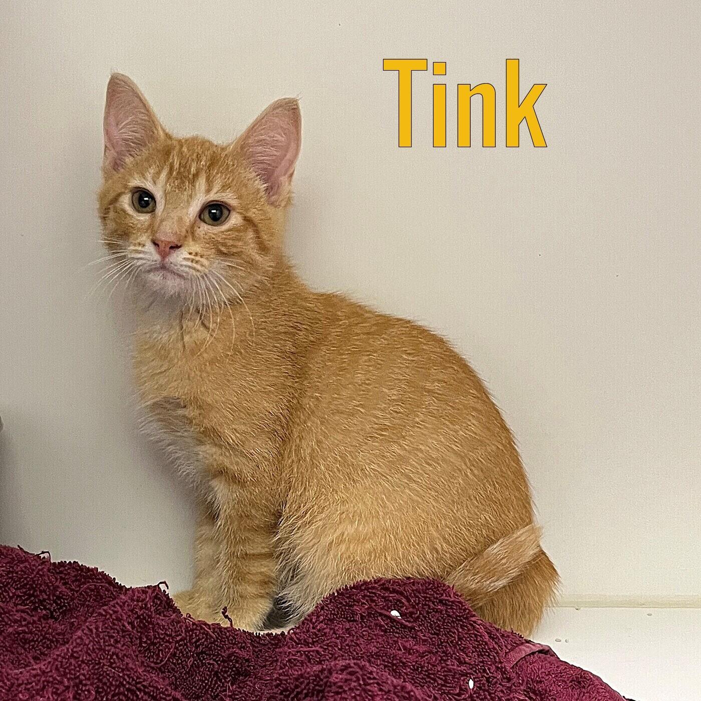 Tink, Baby Female unknown