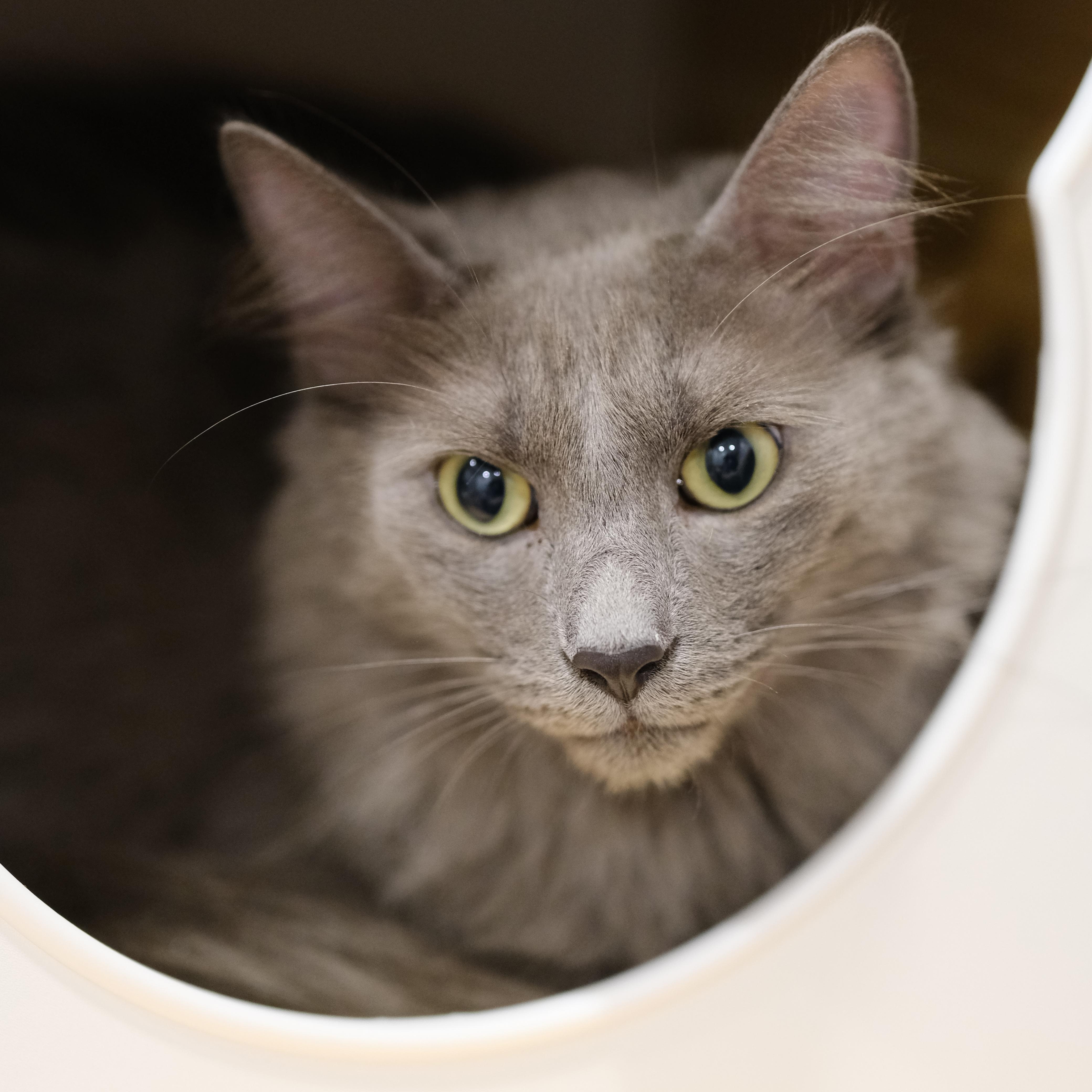 Gus - Certified Good Boy, Young Male Nebelung
