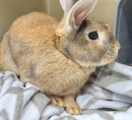 Minni C, Adoptable, Adult Male American & American.