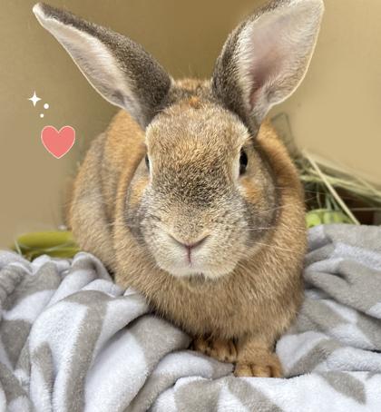 Enlarge Minni C, a Adoptable American in Voorhees, NJ image 2/3