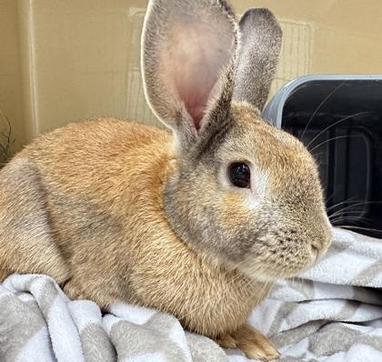 Enlarge Minni C, a Adoptable American in Voorhees, NJ image 3/3