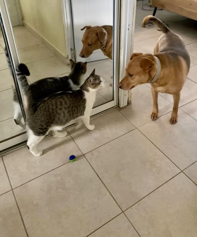 Mr. Kai, a Adoptable mixed breed in Fort Pierce, FL image 4/4