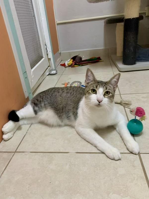 Mr. Kai, a Adoptable mixed breed in Fort Pierce, FL image 3/4