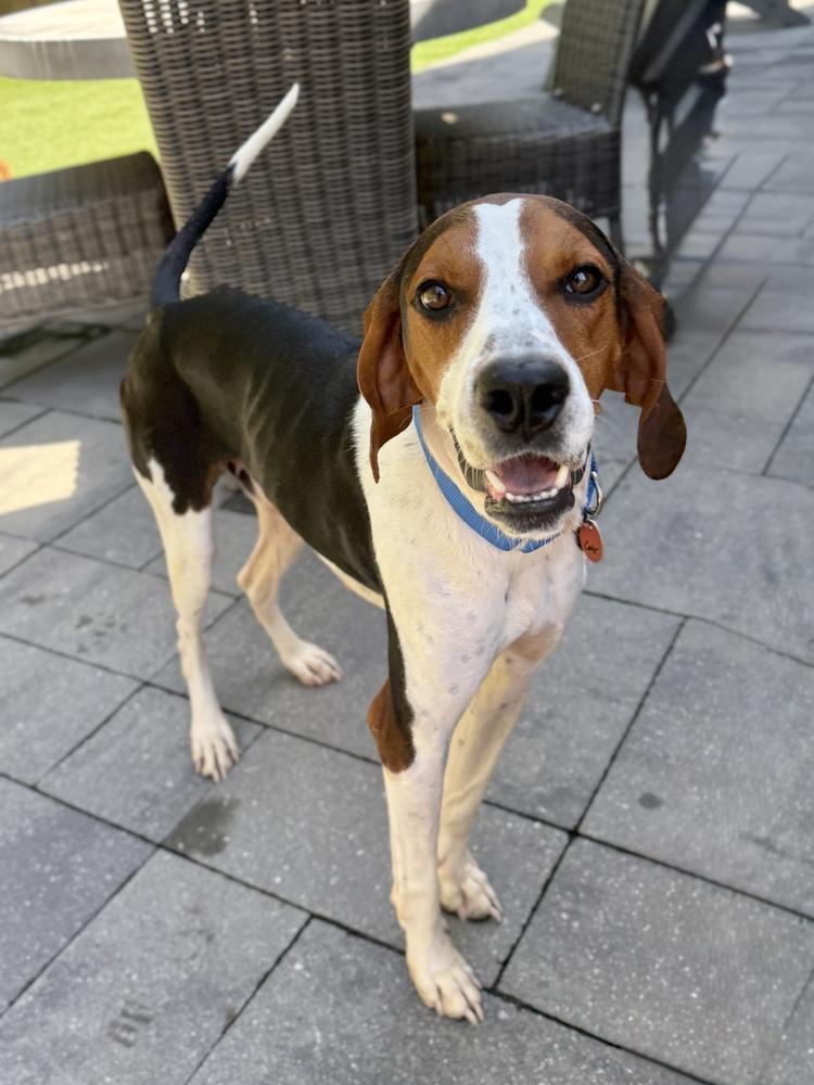 Colt, Adoptable, Adult Male Treeing Walker Coonhound & Hound.