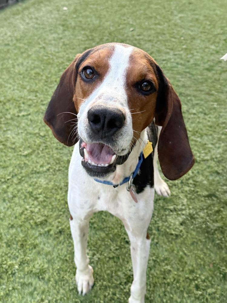 Enlarge Colt, a Adoptable mixed breed in Charleston, SC image 2/6