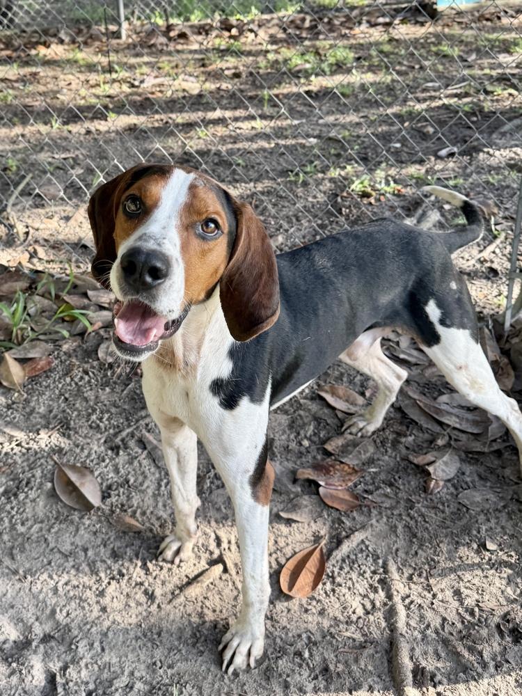 Enlarge Colt, a Adoptable mixed breed in Charleston, SC image 3/6