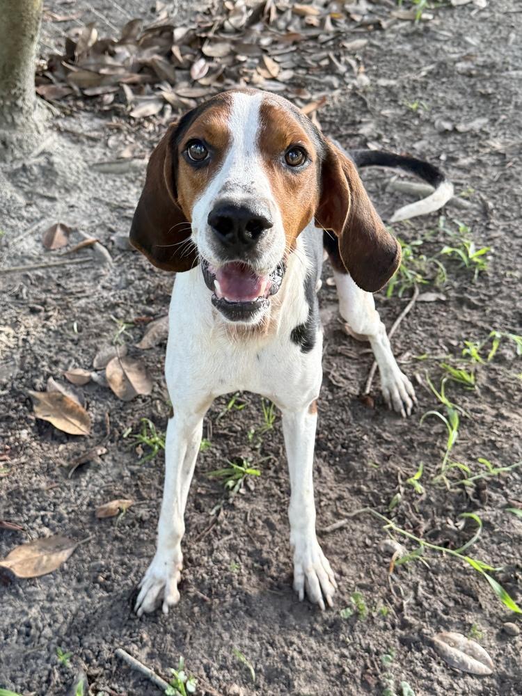 Enlarge Colt, a Adoptable mixed breed in Charleston, SC image 5/6