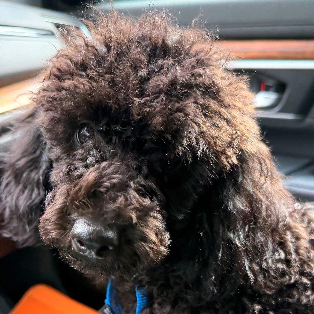 Norman, Adoptable, Young Male Miniature Poodle.