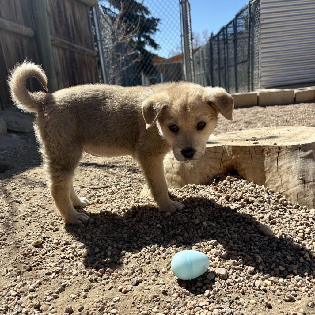 Amethyst, Adoptable, Puppy Female Shepherd.