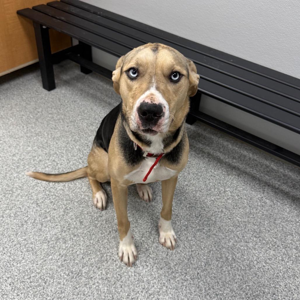 Enlarge Skittles, a ADOPTABLE Mixed Breed in Monticello, IA image 1/6