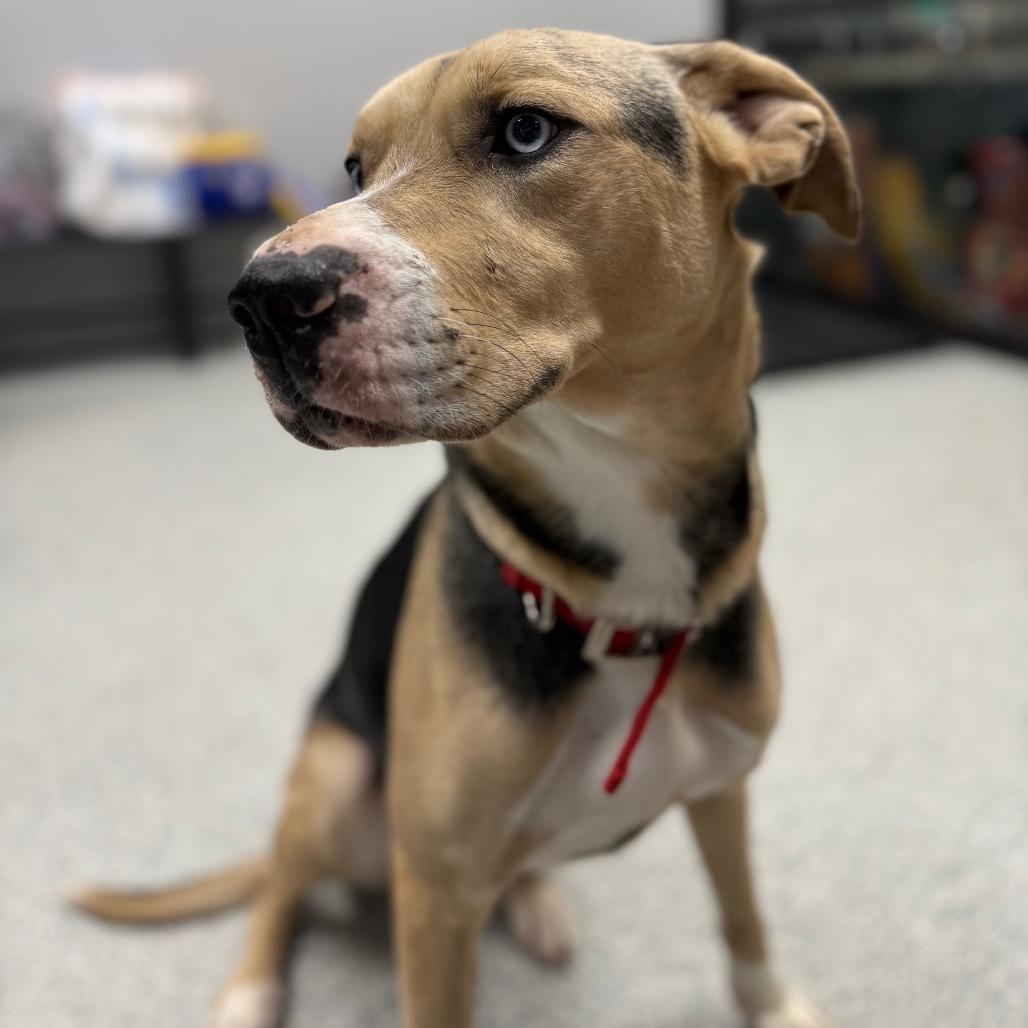 Enlarge Skittles, a ADOPTABLE Mixed Breed in Monticello, IA image 6/6