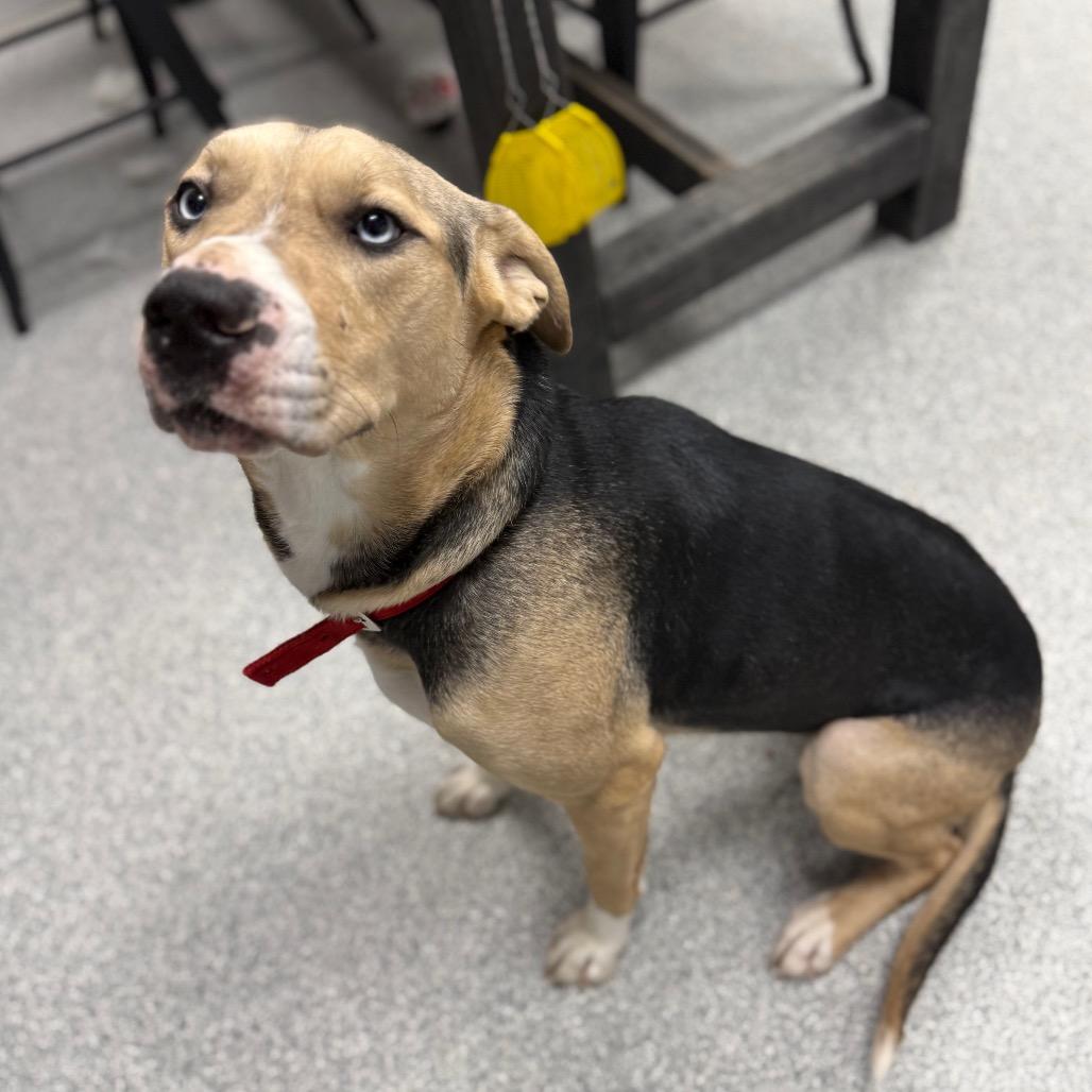 Enlarge Skittles, a ADOPTABLE Mixed Breed in Monticello, IA image 3/6