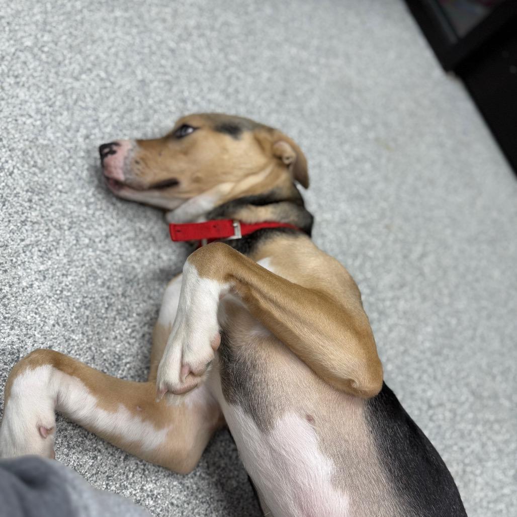 Enlarge Skittles, a ADOPTABLE Mixed Breed in Monticello, IA image 5/6