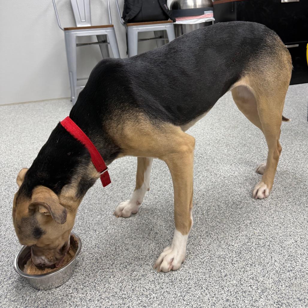 Enlarge Skittles, a ADOPTABLE Mixed Breed in Monticello, IA image 4/6