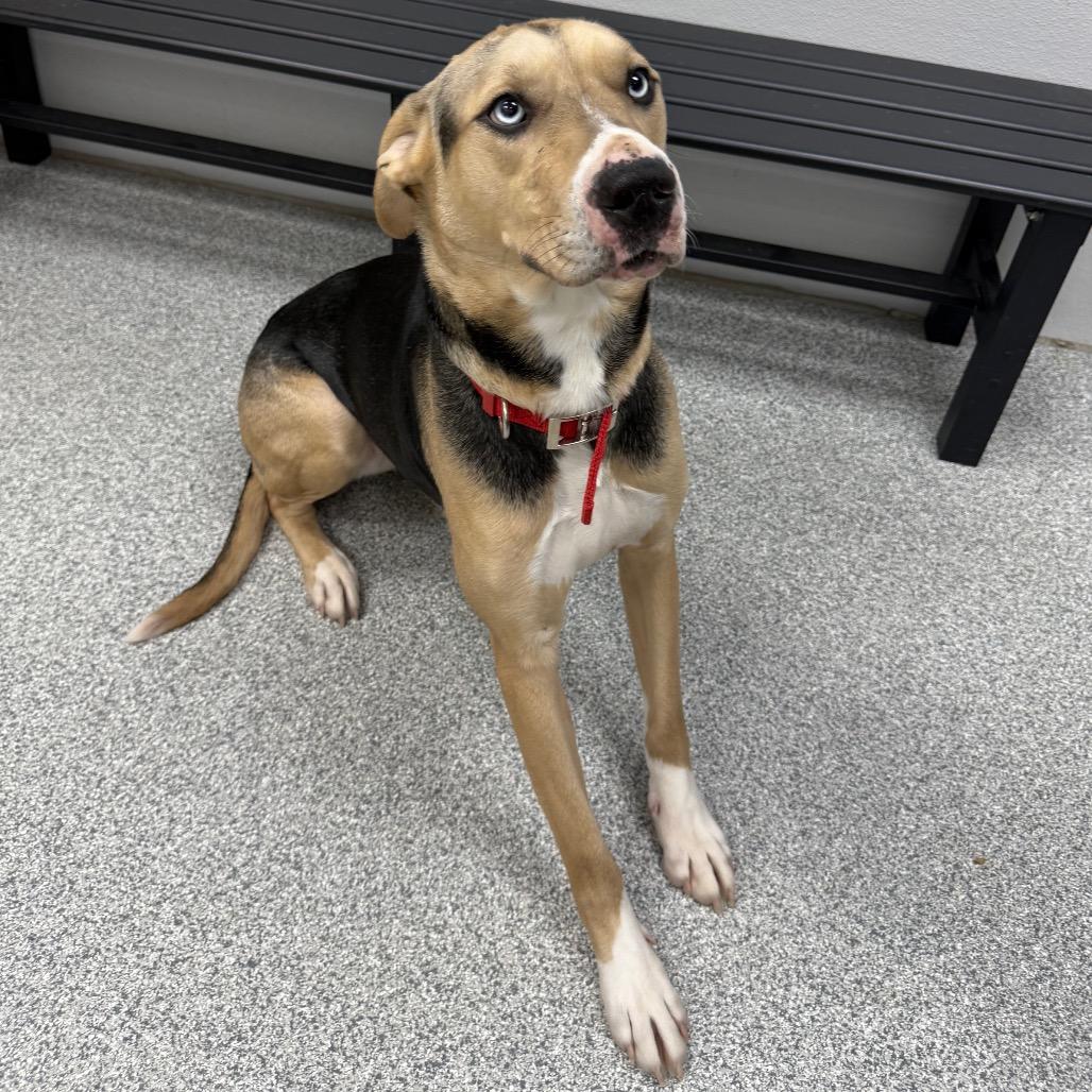 Enlarge Skittles, a ADOPTABLE Mixed Breed in Monticello, IA image 2/6