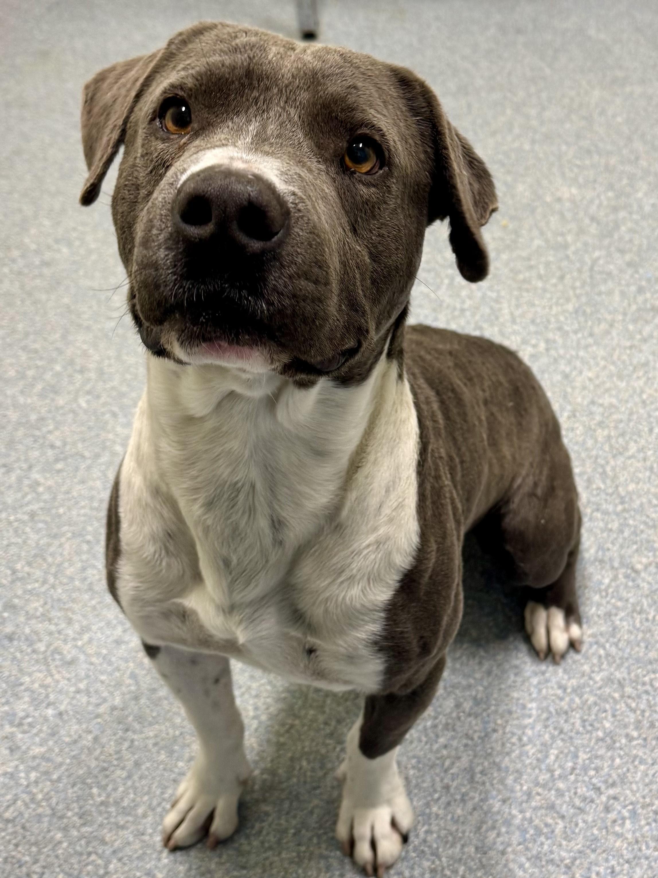 Enlarge Toby, a ADOPTABLE mixed breed in St. Joseph, MI image 1/1