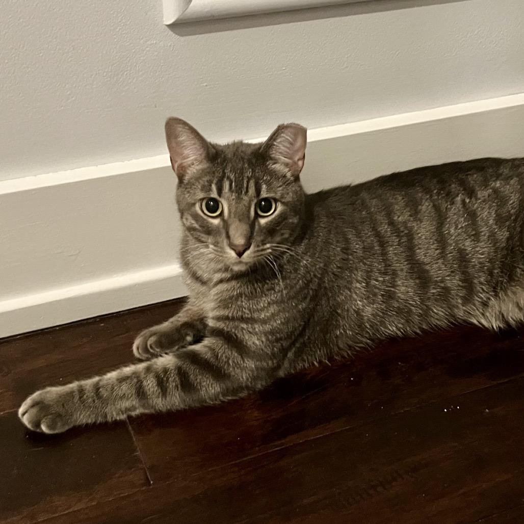 Enlarge Peter Parker, a Adoptable Domestic Short Hair in Glenview, IL image 1/5