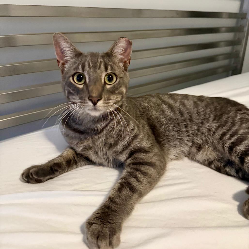 Enlarge Peter Parker, a Adoptable Domestic Short Hair in Glenview, IL image 3/5