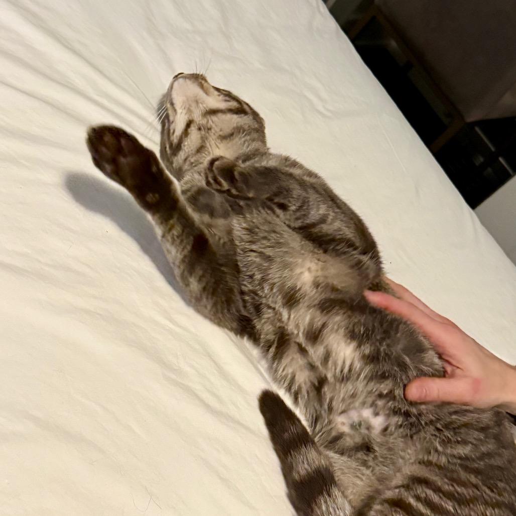 Enlarge Peter Parker, a Adoptable Domestic Short Hair in Glenview, IL image 4/5