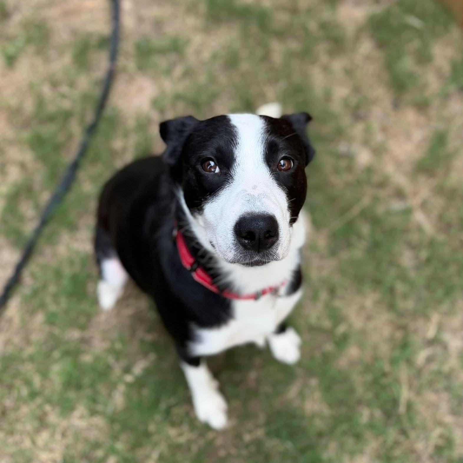 Enlarge Luna (Lu), a Adoptable mixed breed in Fort Worth, TX image 2/6