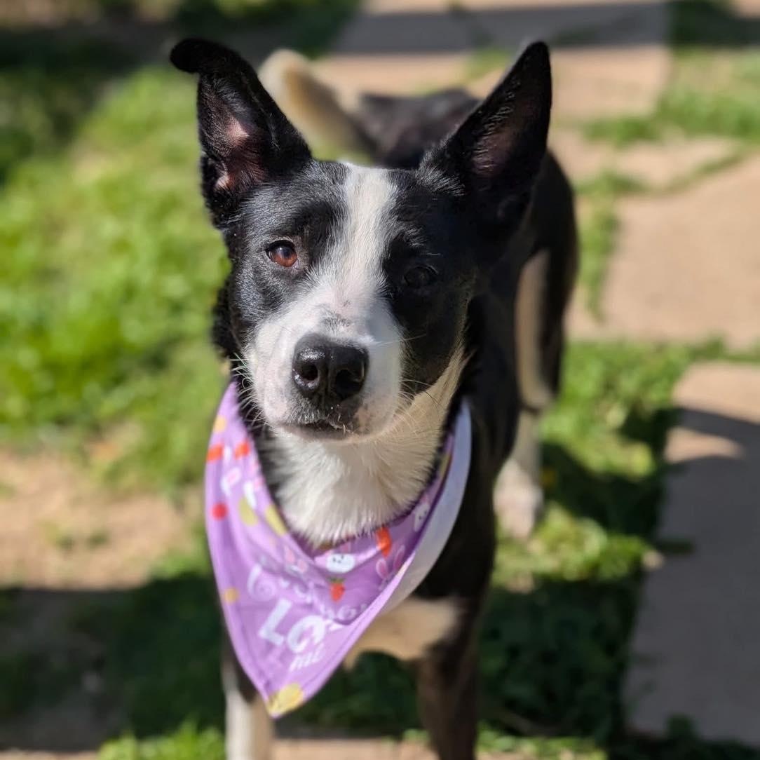 Luna (Lu), a Adoptable mixed breed in Fort Worth, TX image 1/6