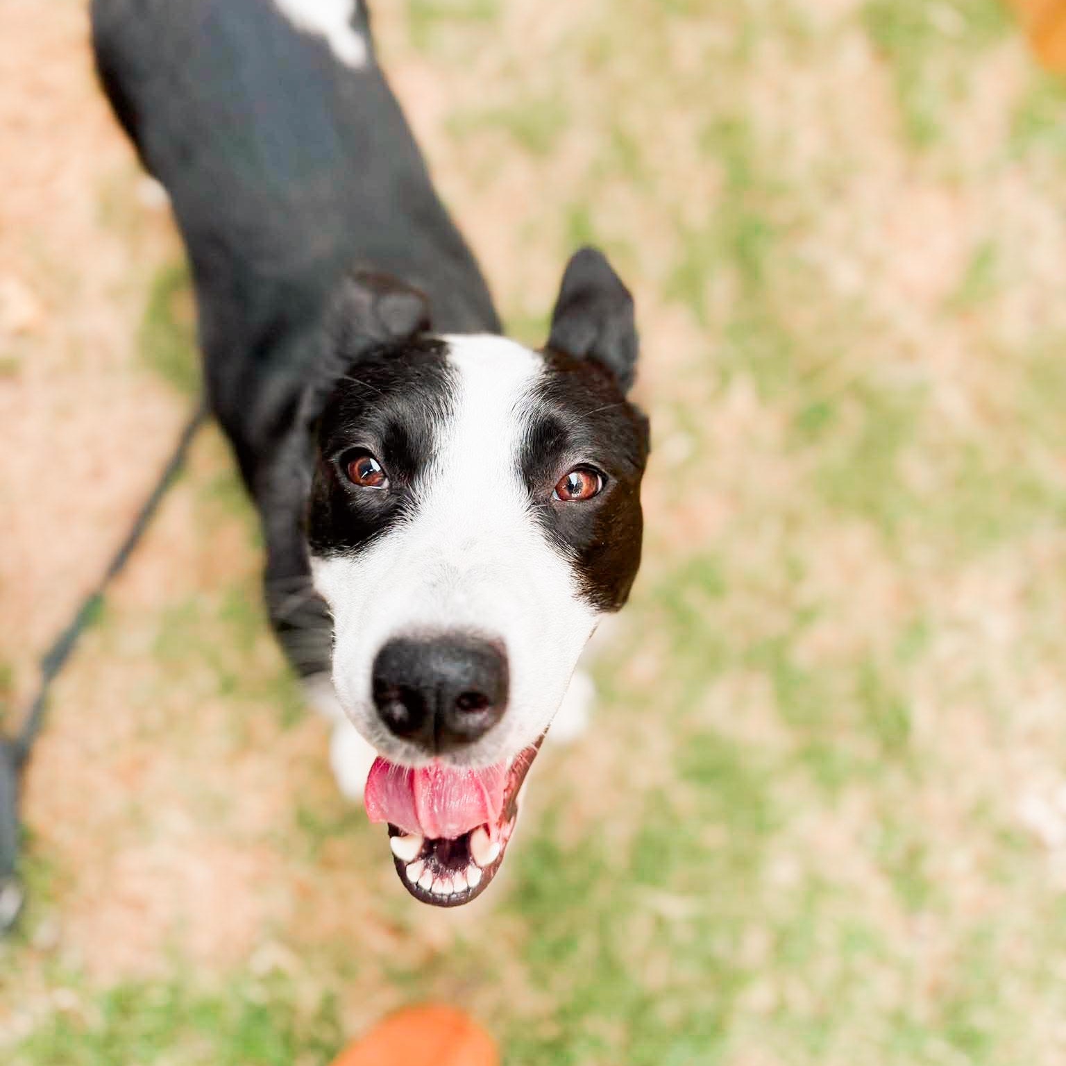 Luna (Lu), Adoptable, Adult Female Border Collie.