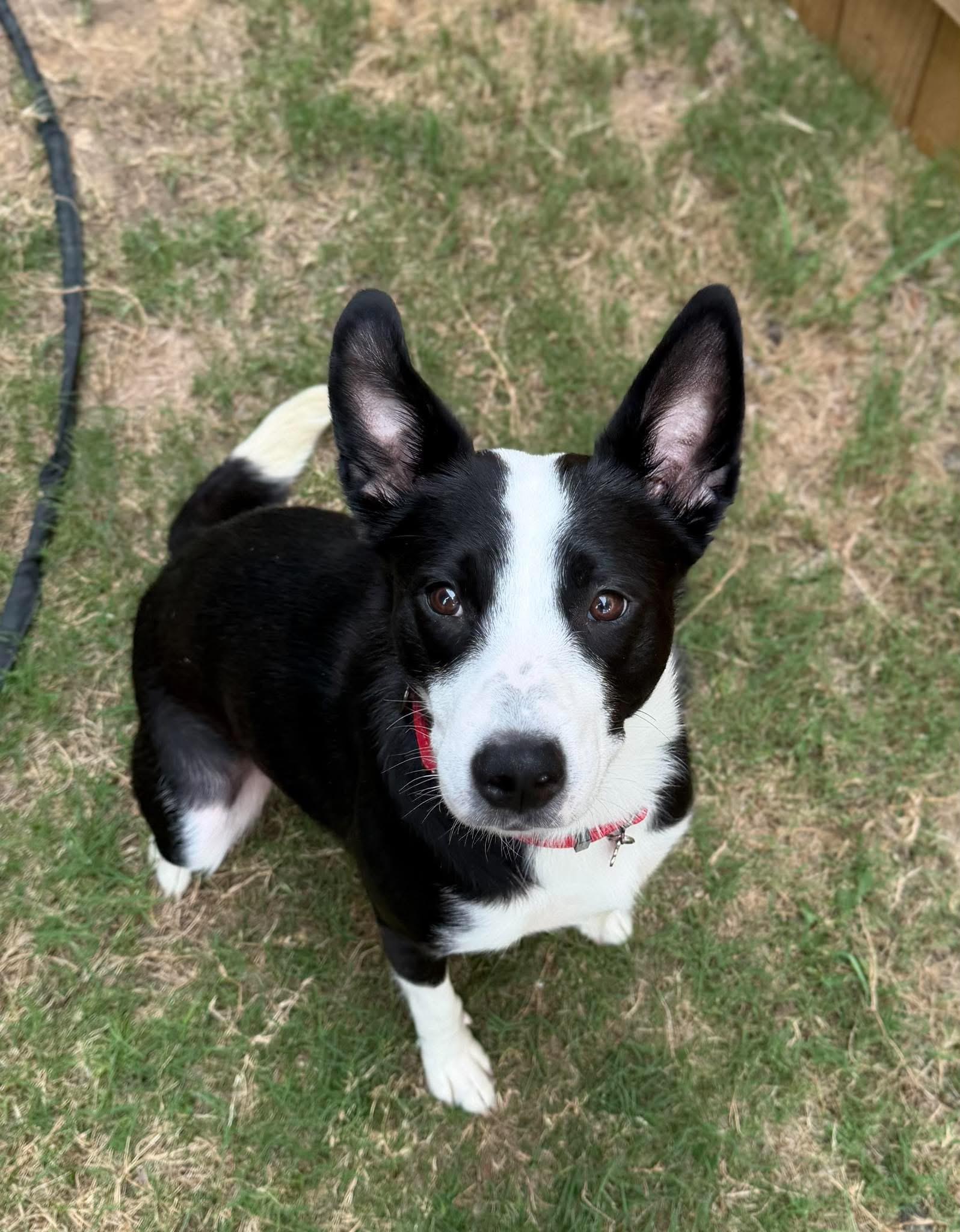 Enlarge Luna (Lu), a Adoptable mixed breed in Fort Worth, TX image 3/6