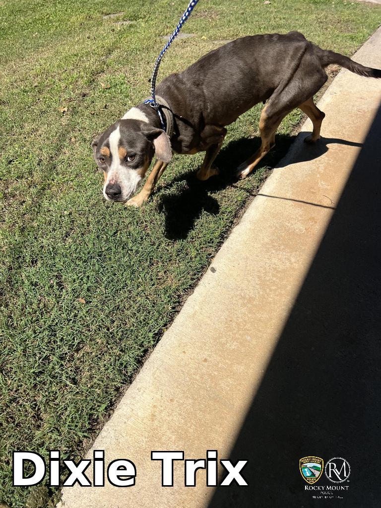 Dixie Trix, Adoptable, Young Female Pit Bull Terrier.