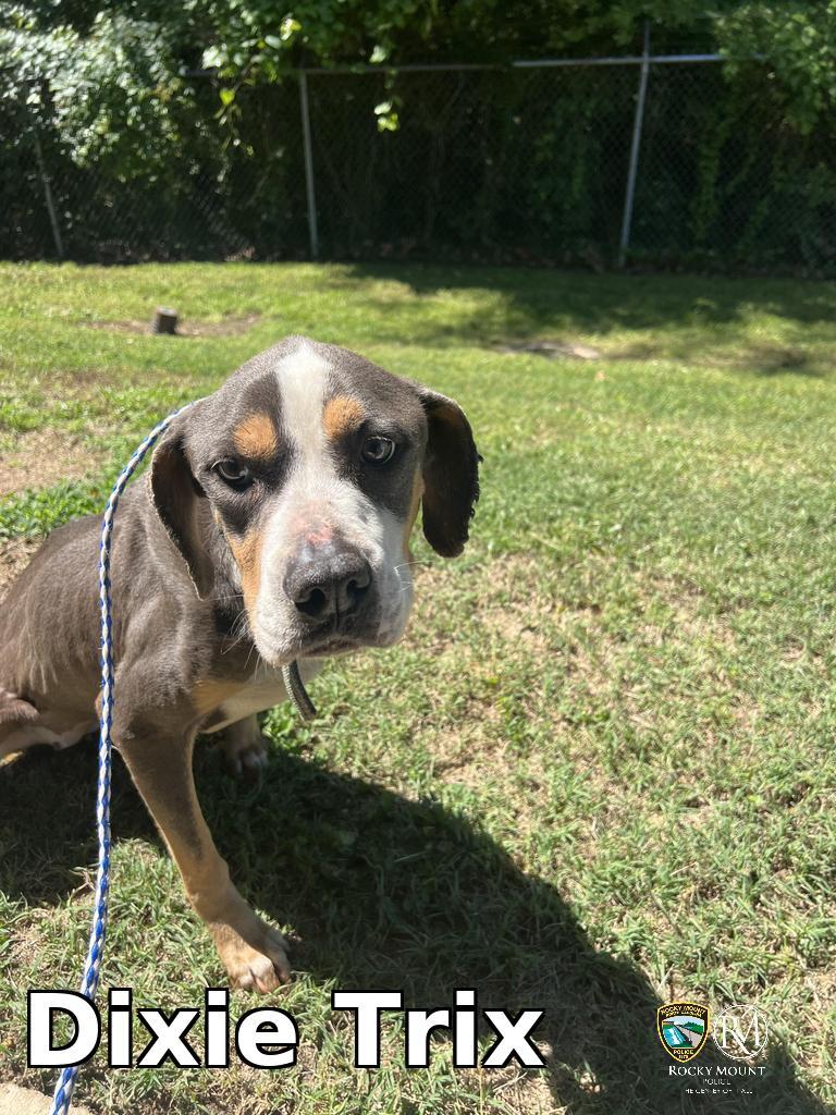 Enlarge Dixie Trix, a Adoptable Pit Bull Terrier in Rocky Mount, NC image 2/2
