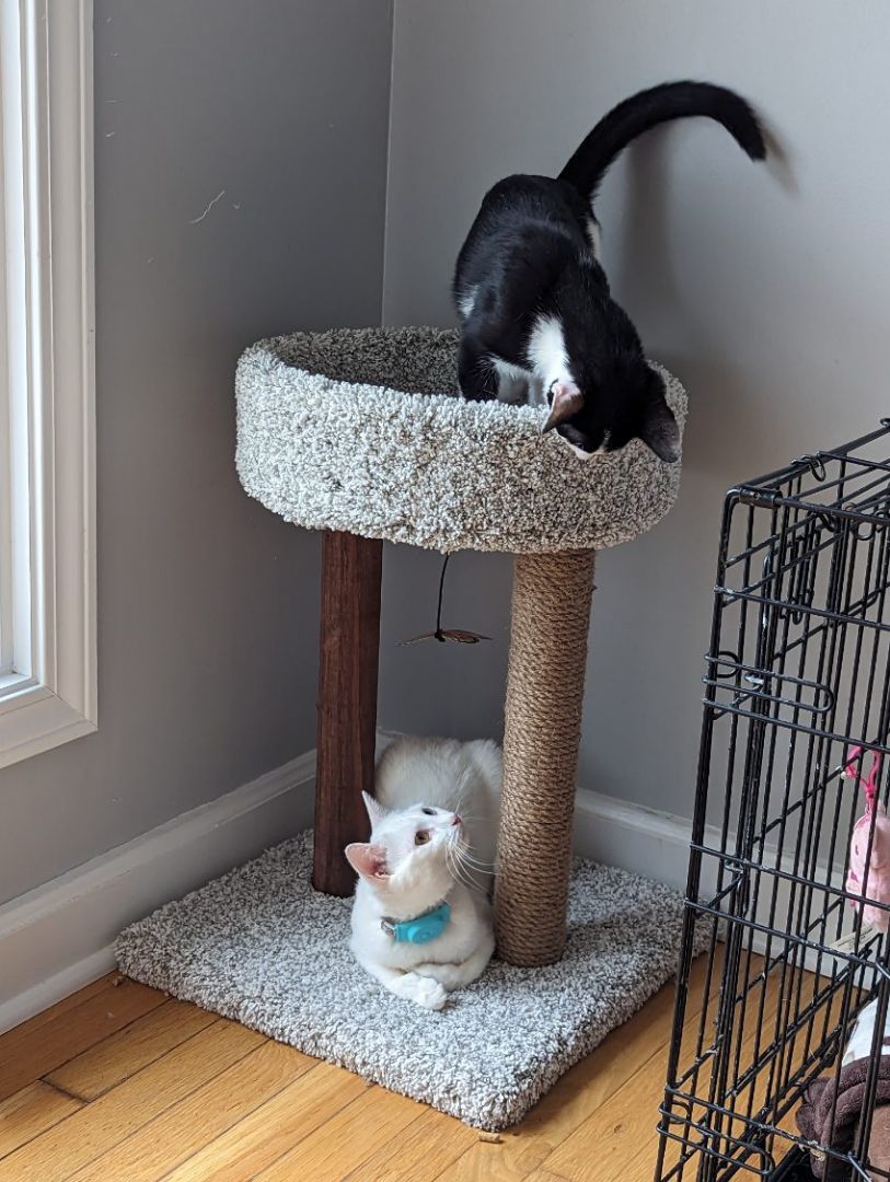 Oreo Cookie, a Adopted mixed breed in Clarksville, TN image 1/6