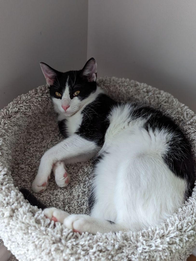 Oreo Cookie, a Adopted mixed breed in Clarksville, TN image 2/6