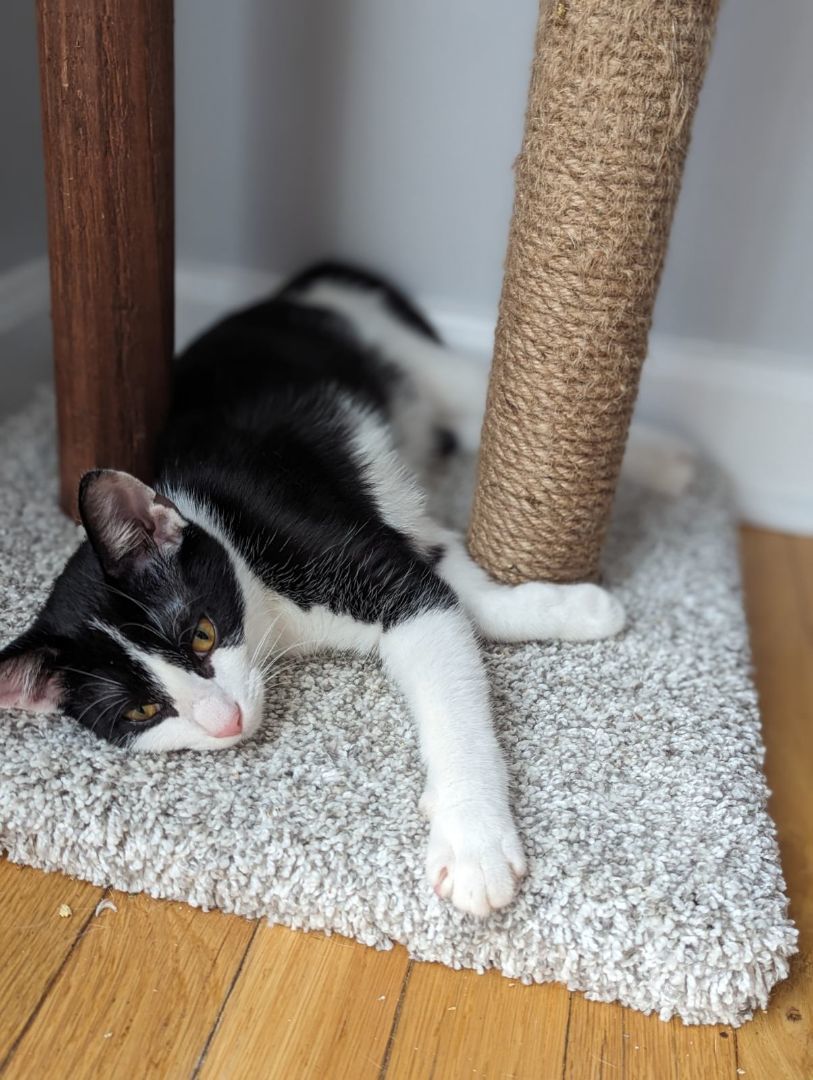 Oreo Cookie, a Adopted mixed breed in Clarksville, TN image 3/6