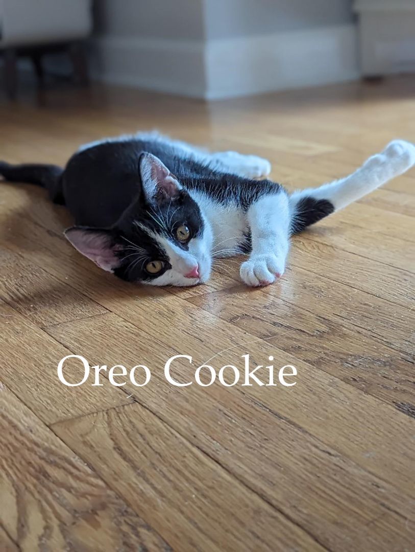 Oreo Cookie, a Adopted mixed breed in Clarksville, TN image 4/6