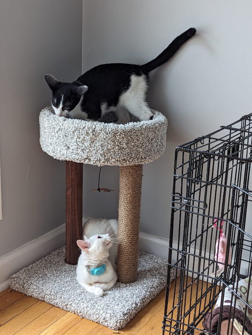 Oreo Cookie, a Adopted mixed breed in Clarksville, TN image 5/6